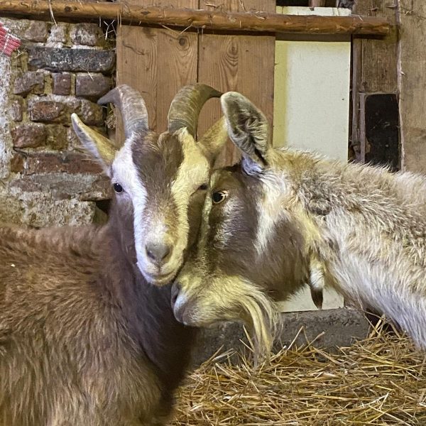 59ce4260-7cb6-46db-9835-cb6c5ff2edec