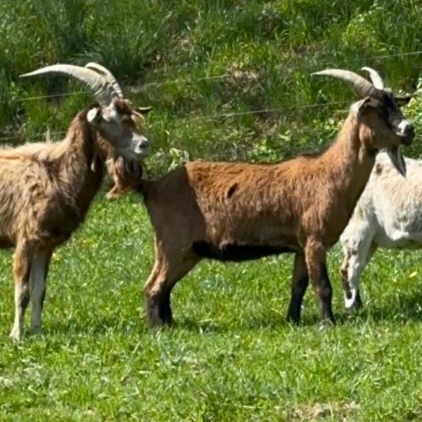 619e88af-31cd-4763-ba66-cec81c49ff31