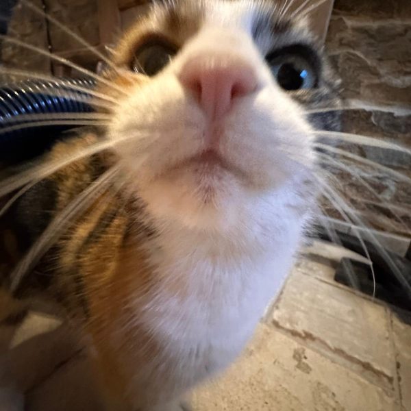 8ab0297b-5433-4764-90d4-6cce5ac69239