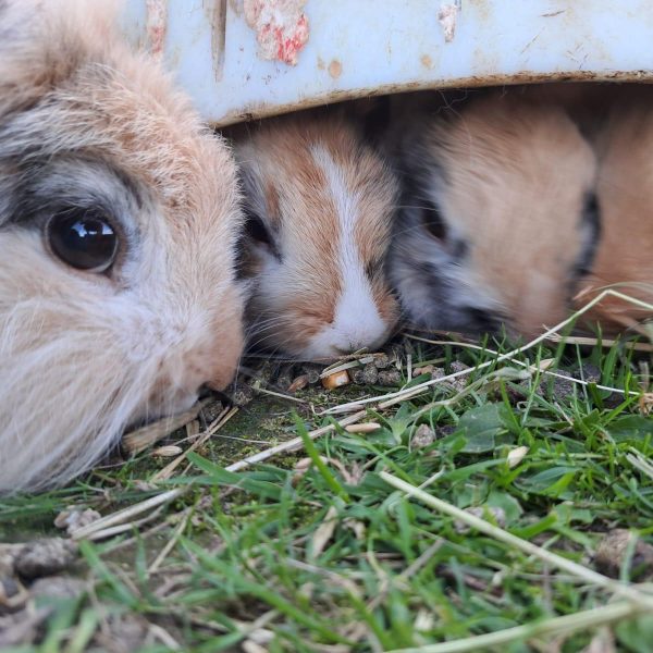 f396846c-1d8a-4aea-a3cd-111648a13231